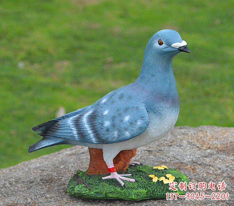 漳州和平鸽传承着永恒的爱