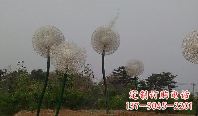 漳州蒲公英的绚丽多彩